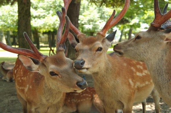 Can deer cure all diseases without cyst? Will eating avoid poisonous plants? Professor reveals deer fetal trajectory