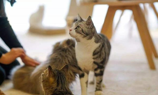 What are the reasons for the death of a pet? Obesity ranks first!