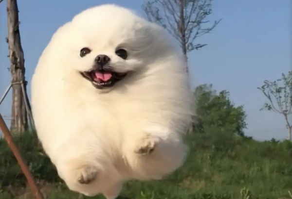 How to feed potions to dogs? How to feed water to dogs?