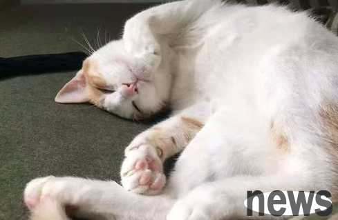 Beware of upper respiratory tract infections in cats, and early prevention is the key!