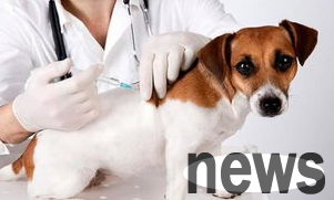 Why do dogs need three shots for vaccines?
