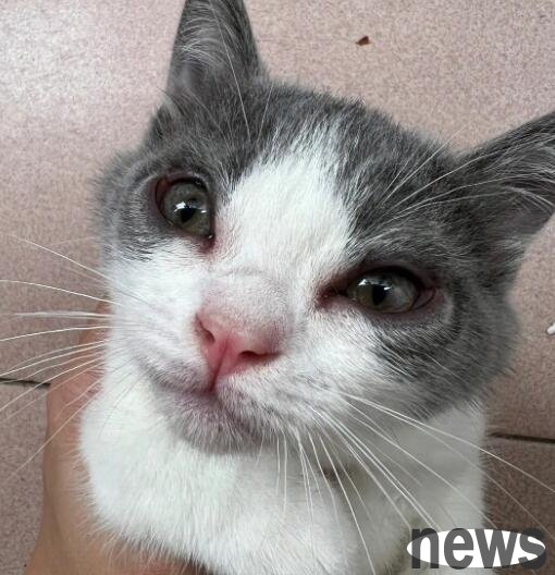 What to do if cats are allergic? Common Cat Allergies