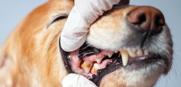 What should I do if my dog ​​has bad breath?