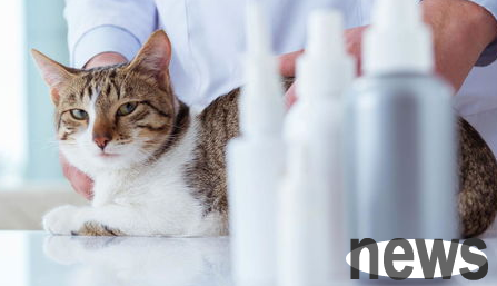 How to choose cat disinfectant? Disinfectant suitable for cats and household use!