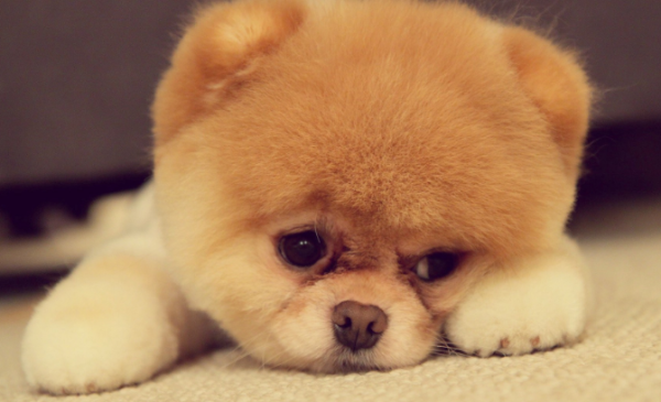 The dog s poop is very soft. How to improve it?