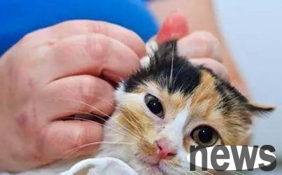 To avoid hearing damage to cats, cat ear care instructions!