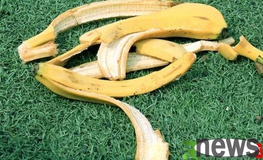 Banana peel has very high nutritional ingredients. The magical use of banana peel