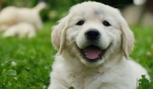 Methods and precautions for special medicine for canine distemper