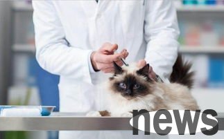 What are the taboos for cats to get vaccinated?
