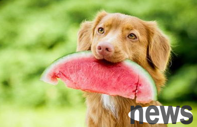 As summer approaches, dogs’ heat stroke manifestations and emergency measures!
