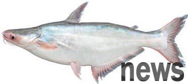 Basha fish is harmful to kidney washing? The owner of the restaurant has been crazy about not eating for 7 years. He revealed a message to tell you the truth