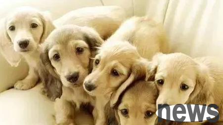 What changes will the dog s body during pregnancy?