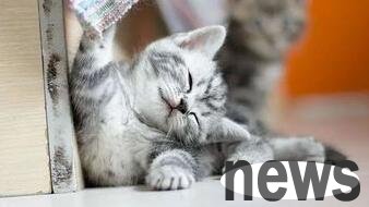 How to deal with cat skin diseases and how to use medicine for cat skin diseases