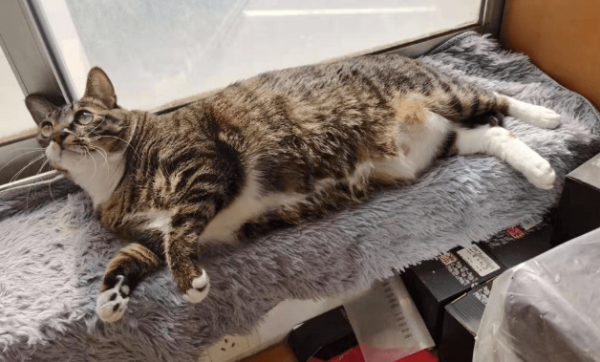 How to lose weight for cats? See here for details!