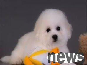Pet Health | What is the change in dogs’ fur color?