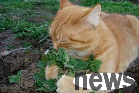 How to use catnip (how to use catnip)