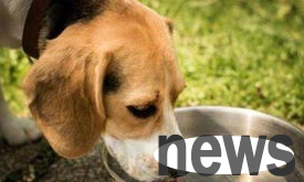 Popular science today: Symptoms of bladder stones and prevention and treatment of dogs