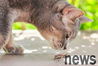 Why don’t there be cockroaches when raising cats? Come and have a look~