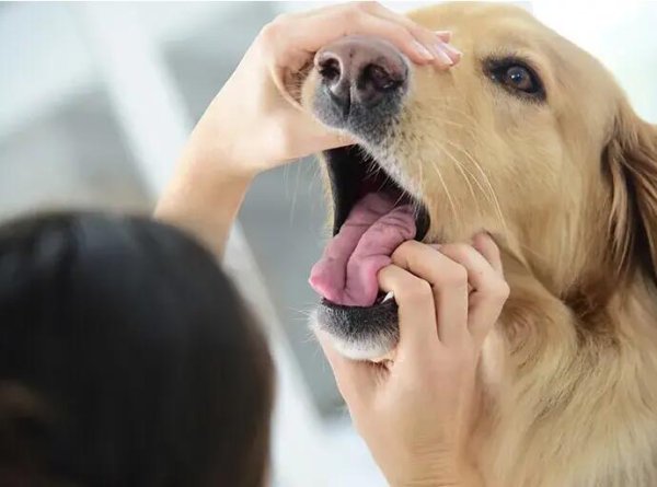 Causes and preventive measures for bad breath in dogs