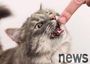 Can cats bite people and get ruthless mouths? Cats should be cautious when biting