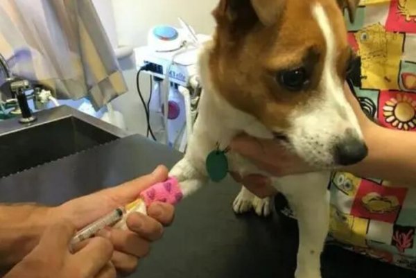 What to do if a dog suffers from E. coli disease?