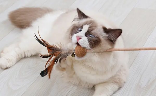 What is a cat stick in the eyes of a cat? Come and find out