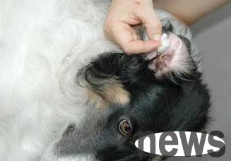 How to treat otitis externa in dogs? Why not take a look