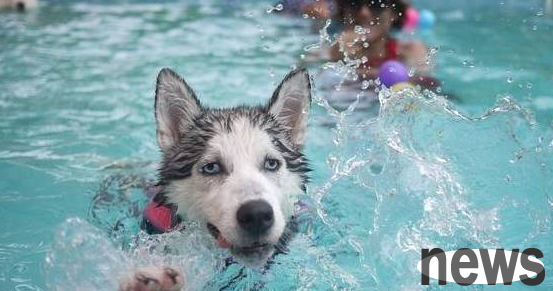 Pet life: How much exercise does a pet dog need?