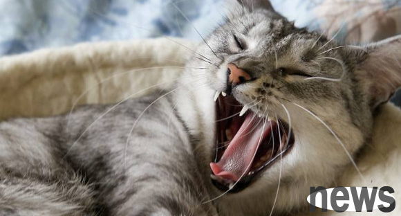 Why do cats breathe with their mouths open? Maybe he s sick