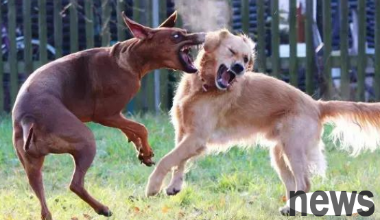 How to stop dogs from fighting with other dogs?