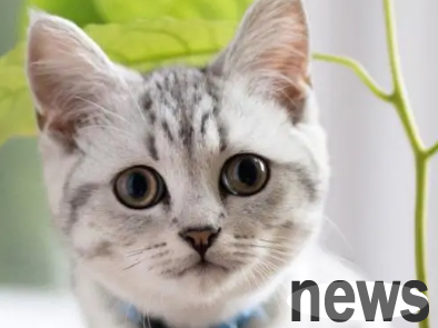 What does a race-grade cat mean? Come and find out