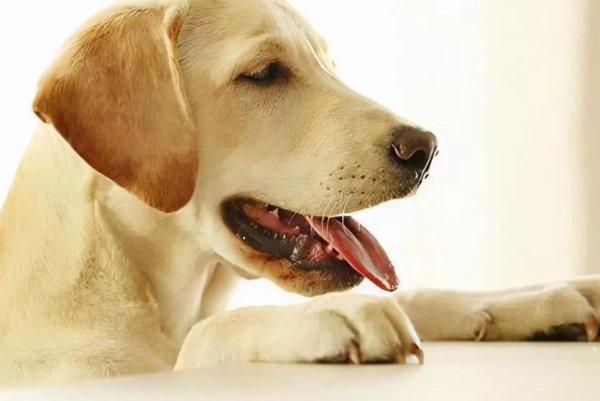 What should I do if my dog is feeling gastrointestinal discomfort in these four situations?