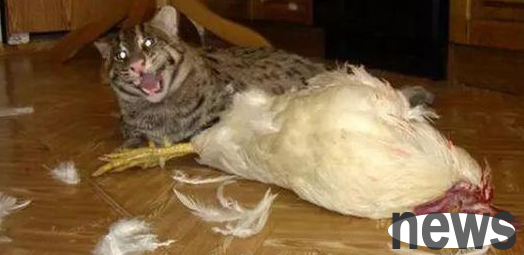 Why do cats eat live chickens? The reasons are as follows