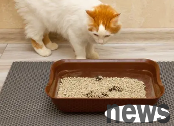 How to deal with the emergency if there is no cat litter at home? I ll tell you!