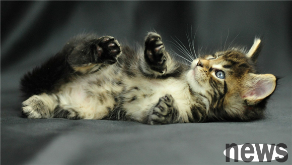 Where can I send the cat if I don’t want to keep it? These places are for you to choose from