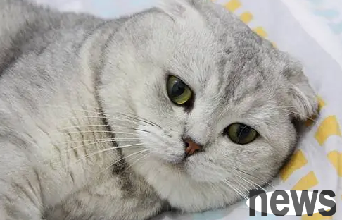 Why do cats turn spring every few days? Master must know