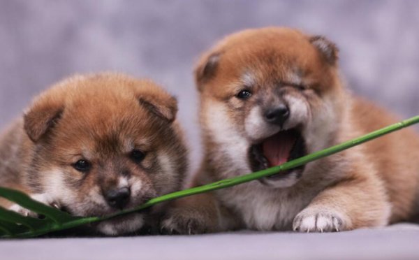 How to care for dog cubs?