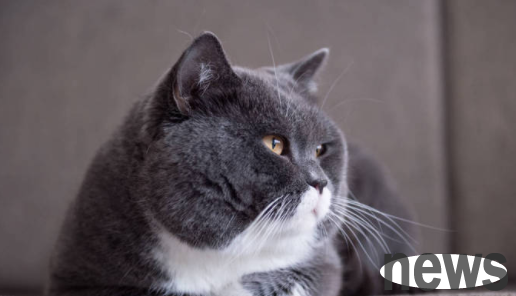 Let me tell you, can cats eat pepper?