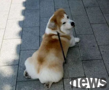 Are these 5 behaviors of puppies so annoying to you? I think it s a 