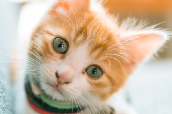 Pet owners’ instructions, what is the performance of a cat when it is happy