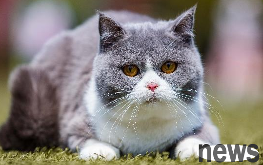 I m just curious, why do cats love to lick their hair so much?