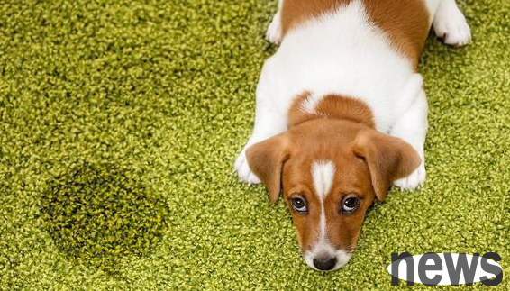 How to deal with dog peeing so that there is no odor? Try these methods
