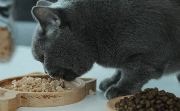 How to improve cats’ immunity? Here is the method, let’s take a look!