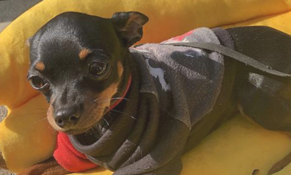 Dogs die in autumn and winter? In order to drive away seasonal depression, the owner will take his dog to the sun
