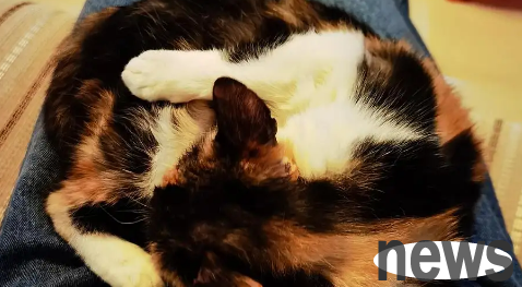 Why do cats like to smell creaking nests? Don t be too surprised by the shit owner.