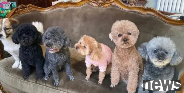 If you get all the five points of the dog at home, it means you have a 