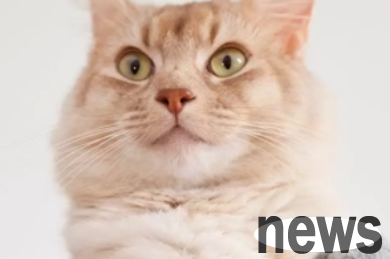 How do you think of a cat as a male or female cat? Let me explain it to you.