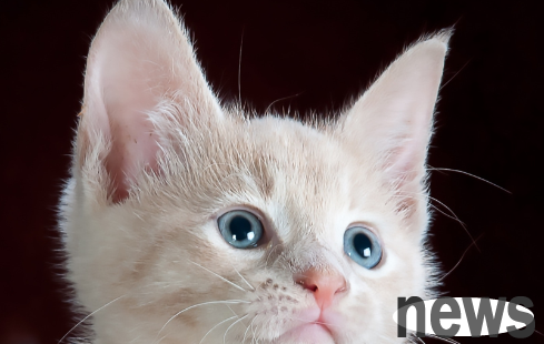 What does it mean to not keep cats? You can come and have a look~