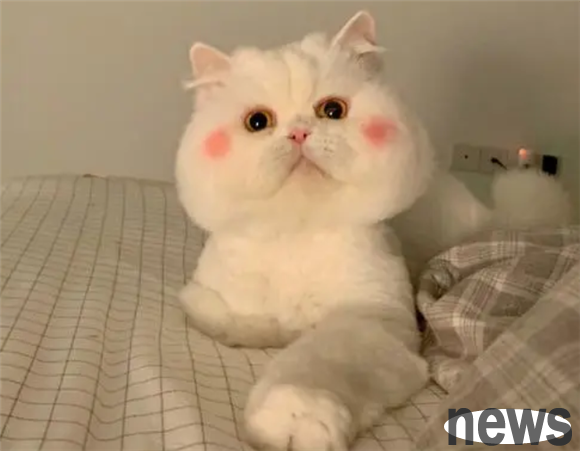 How many days can a cat be discharged after eating a long rope? Come and have a look~