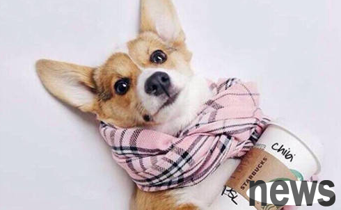 What are the local ways to cure dogs’ colds?